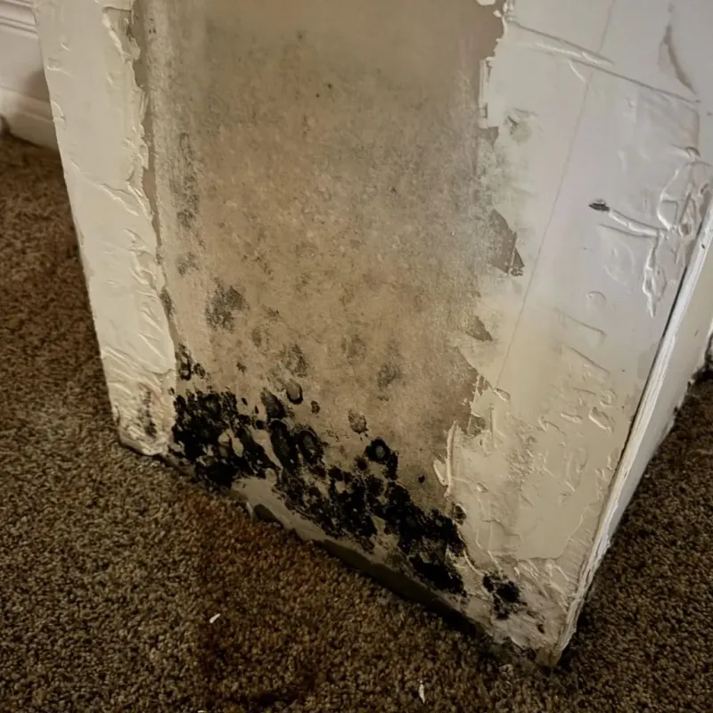 Professional Mold Removal in Newport, ME
